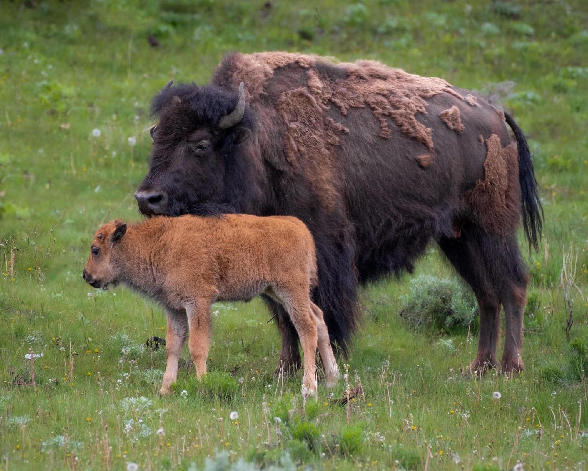 Let'S Go ! Fisherman, Families, Pools One Minute From Your Door, Comfort, Location Perfect, Amenity-Rich, Pup Friendly, Discover An Exceptional Wyoming Stay, Thermopolis River Walk Home At Hot Springs State Park, 'Where Families And Fisherman Stay' Экстерьер фото